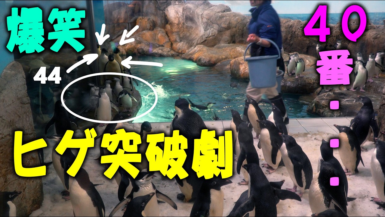 Penguin No. 40's Sadness] Adventure World Emperor Penguin No. 44's