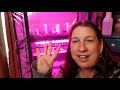 VLOG: INDOOR GREEN HOUSE TOUR: GROWING tomatoes while on quarantine