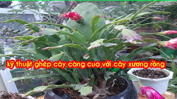 Kỹ Thuật Ghép Cây Càng Cua Với Cây Xương Rồng- TÒNG VĨ TV