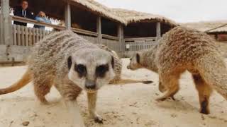 Safari Adventures At Woburn Safari Park