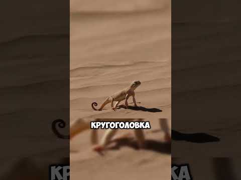 кто удивит больше? 🐾🌟