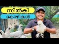 വെള്ള നിറമുള്ള സിൽകി കോഴികൾ😍|Silkie Hen Malayalam|Fancy Hen|Kerala|Fancy Chicken|Mallutreats