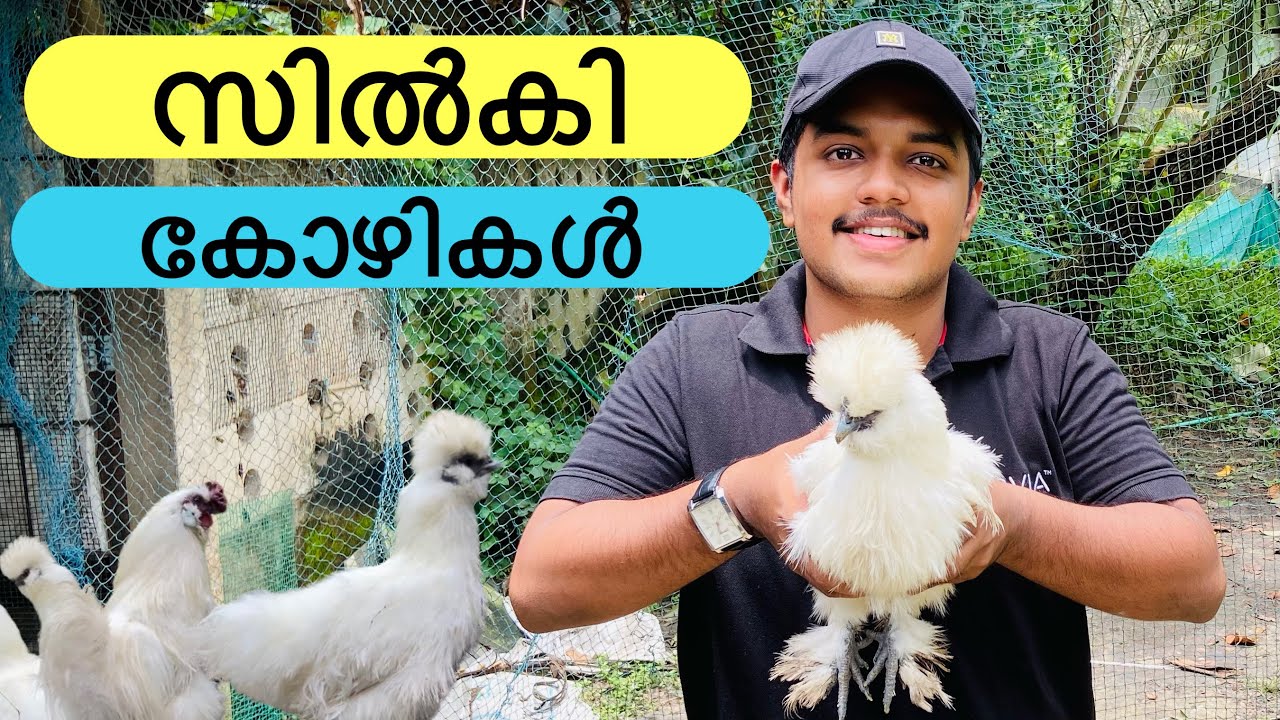 വെള്ള നിറമുള്ള സിൽകി കോഴികൾ😍|Silkie Hen Malayalam|Fancy Hen|Kerala|Fancy Chicken|Mallutreats