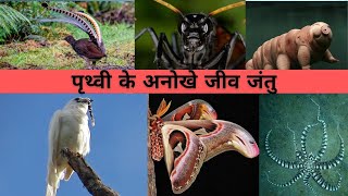 पथव क सबस अनख जव जत Earths Most Unique Creatures Prthvee Ke Sabase Anokhe Jeev Jantu