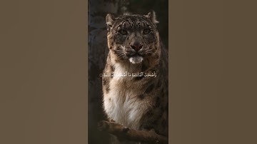 ماهر المعيقلي تلاوة خاشعة حالات واتس اب قرآن كريم