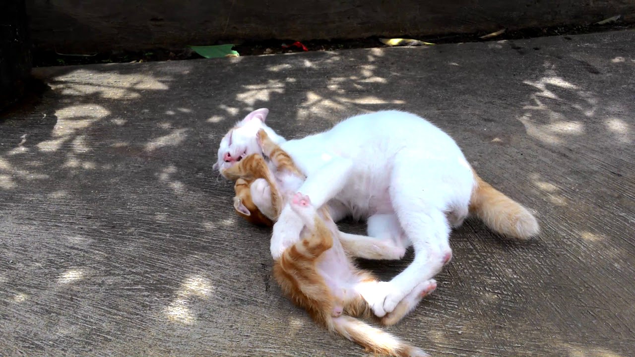 Kucing Garong Baku Hantam Dgn Kucing Kampung Youtube