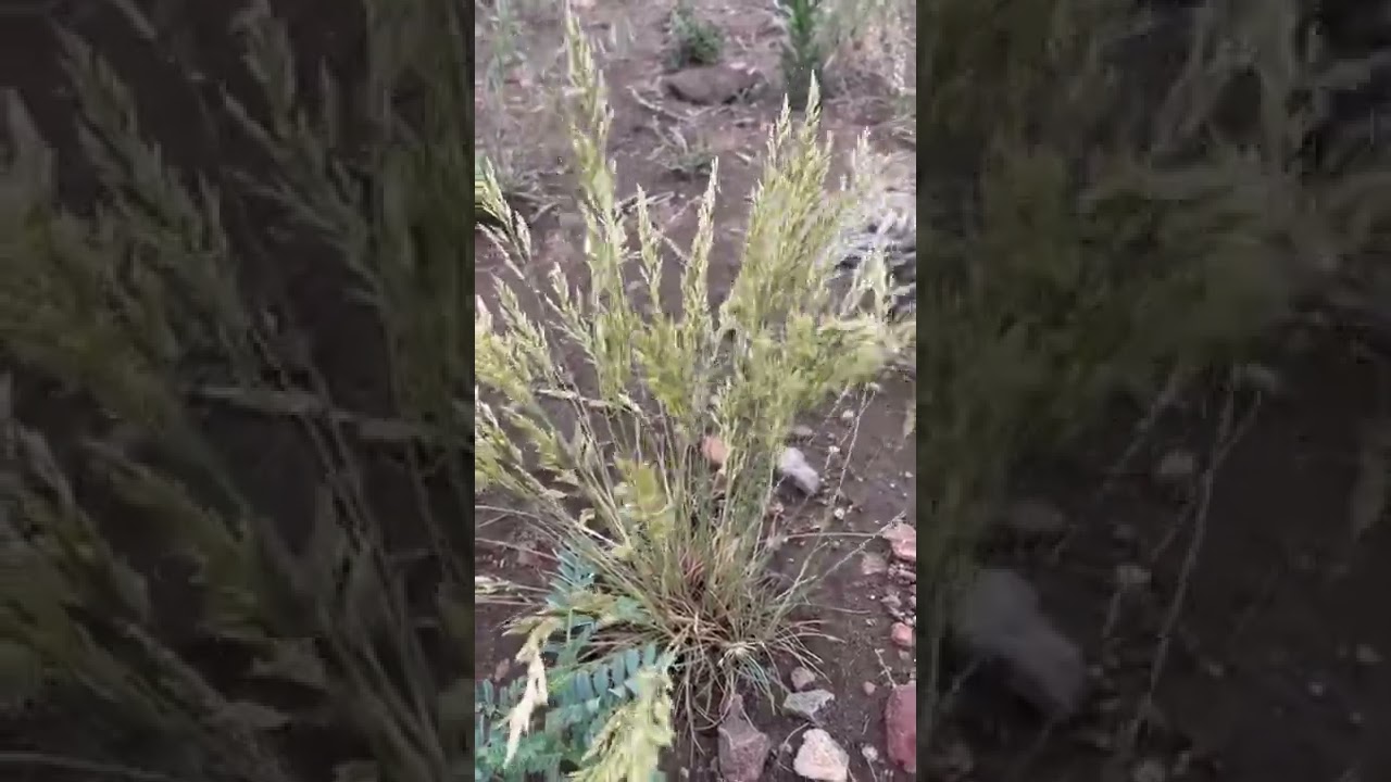 Species documentation 47 | 