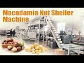 300kg/h Macadamia Nut Shelling Line for Getting the Clean Macadamia Nut Kernels #macadamianuts