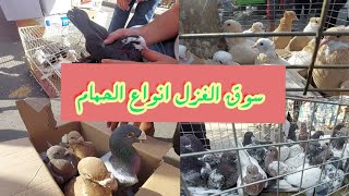 سوق الغزل انواع الطيور(حمام مطيار و زينة) 2021/7/30