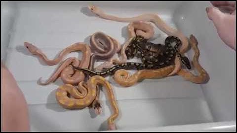 Clutch 4 of 2016 Update