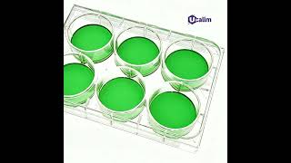Key Considerations for Using Poly-Lysine (PLL/PDL)-Coated Plates