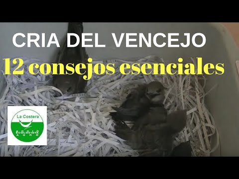 12 consejos de primeros cuidados, alojamiento y alimentación de vencejos hqdefault