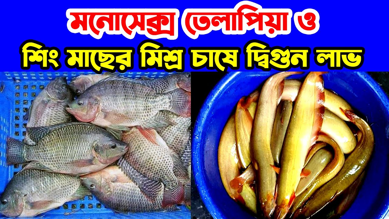 Yalangoch qizlar boglangan video