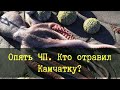 Опять ЧП. Кто отравил Камчатку?