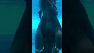 Слон плавает под водой