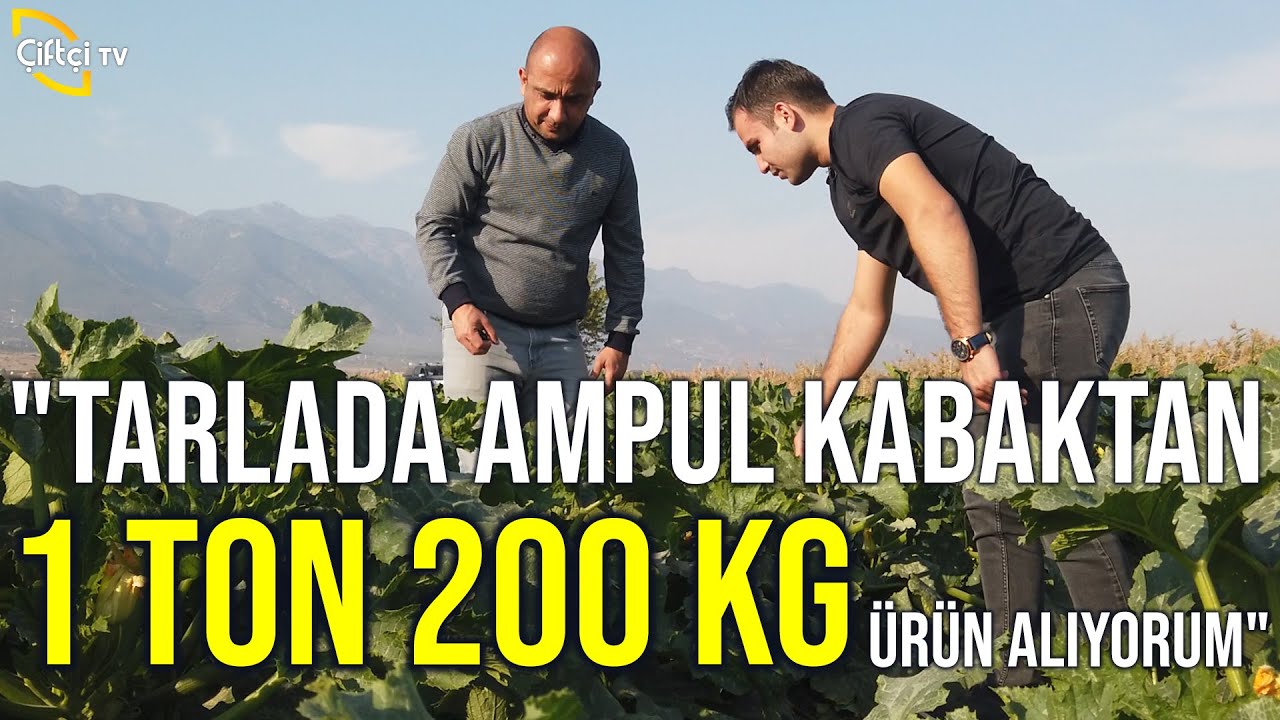 Ampul Kabak Yetiştiriciliği (Tarlada 1 Ton 200 Kg Ürün Alıyorum!) - Tarla Bitkileri