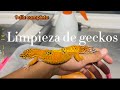 Limpieza de geckos leopardo 🦎🐉
