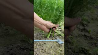 Precision Herb Harvesting: Easy Fennel Cleanup #shorts