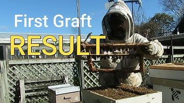 Ep 87 Queen Rearing Series #6 First Graft Result and Problem Hive Update