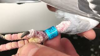 Meulemans 817
