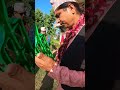 नेपालीहरूको दोस्रो ठूलो महान चाड तिहारमा देउसी खेल्दै रमाउँदै