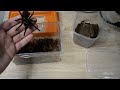 Пересадка паука птицееда Brachypelma vagans(Tliltocatl vagans)