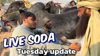 Live soda | deal Kitne ki honi chahiye thi ? |Tuesday update | sahiwal cholistani bachre | Lahore