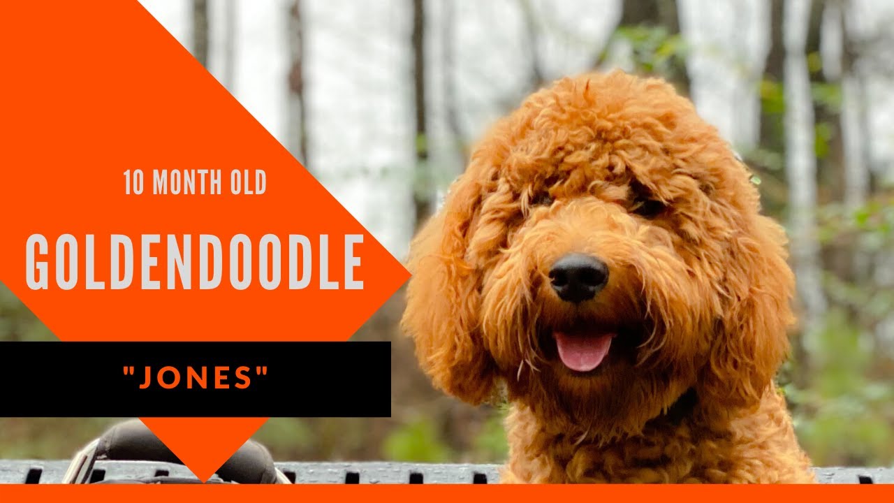 Jones 10 Month Old Goldendoodle Atlanta Board & Train Dog