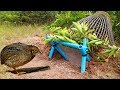 Awesome Quick Bird Trap Using PVC (DIY) - How To Make Bird Survival fall Traps With PVC Work 100%