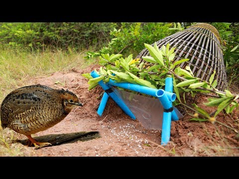 Awesome Quick Bird Trap Using PVC (DIY) - How To Make Bird Survival fall...