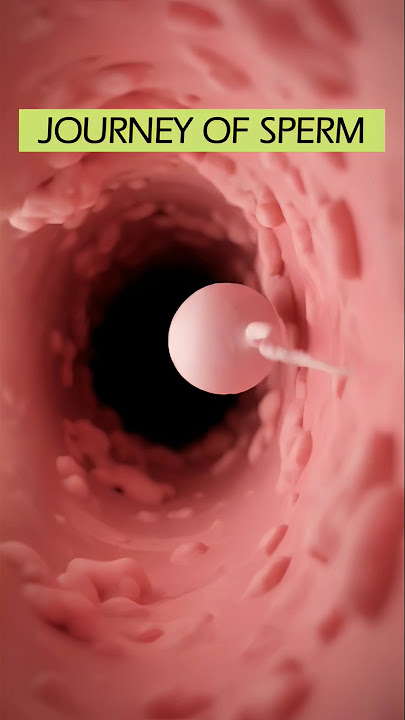 Journey of the SPERM in the vagina ❤️ #anatomy #shorts