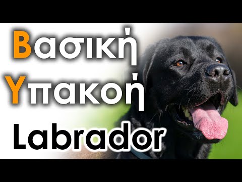 Βίντεο: Εκπαίδευση υπακοής για σκύλους: 4 εύκολες ενδείξεις για το Master