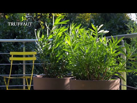 Vidéo: Qu'est-ce que la brûlure des feuilles de laurier-rose : traiter les feuilles brûlées sur les plantes de laurier-rose