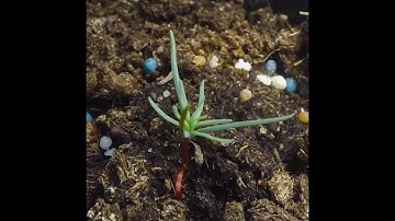 Failed Redwood Timelapse