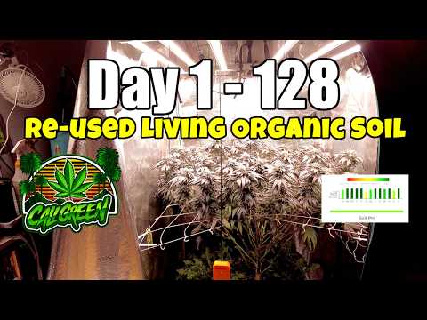Kings K Cultivar Botanical Lifecycle Documentary - 🧪 Lab-Verified Soil Analysis 🧪