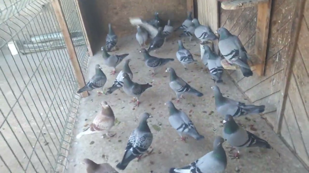 مرض الأدينو اسبابه وطريقة المعاملة مع الحمام لتجاوز الخطر