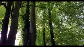 Sso South-Hoof-Peninsula Südhuf-Insel Soundtrack