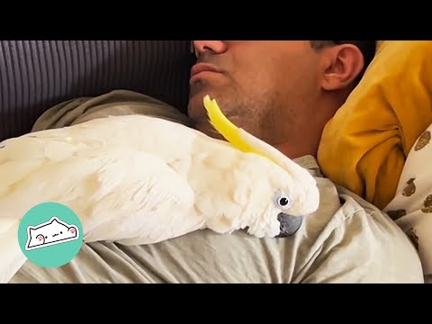 Cockatoo Forms a Special Connection with Man After Being Left Behind | Cuddle Friends