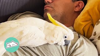 Cockatoo Forms a Special Connection with Man After Being Left Behind | Cuddle Friends