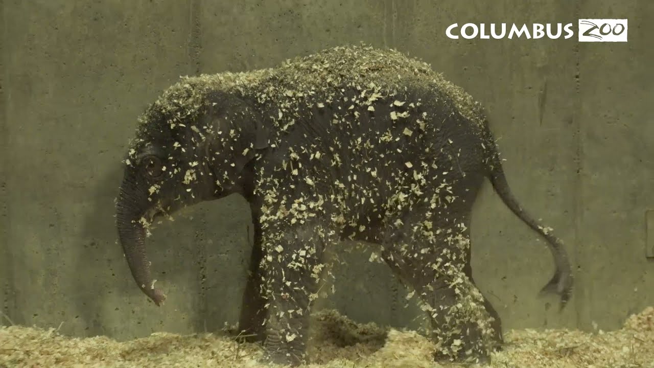 Elephant Calf Update - Meeting the Aunts