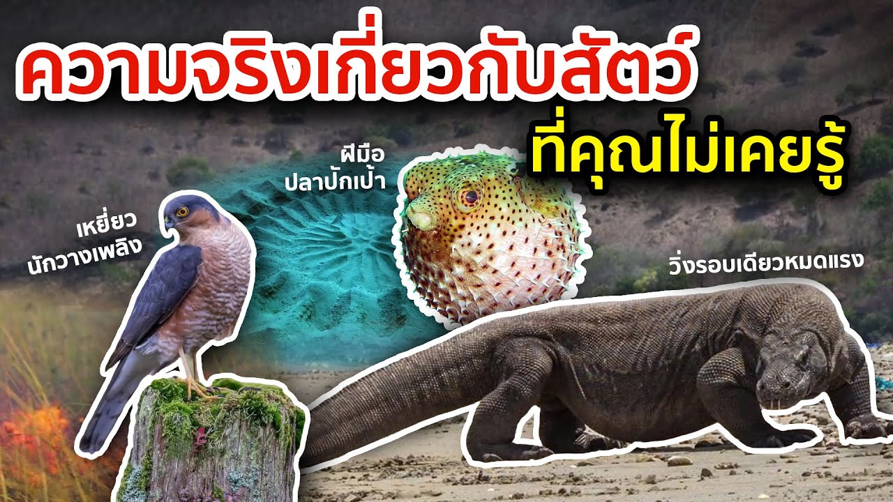 6 ความจริงเกี่ยวกับสัตว์โลกที่ไม่มีใครสอนคุณในโรงเรียนมาก่อน