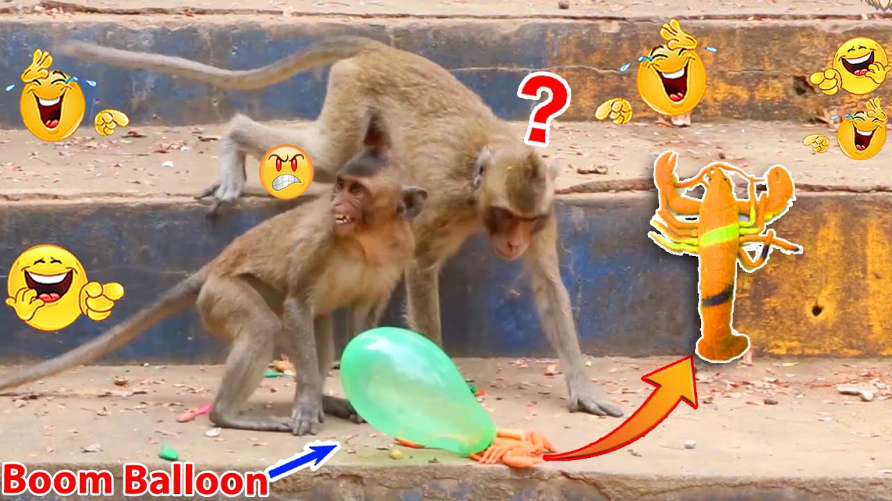 Monkey video Prank monkey #funny #monkey #monkeyvideo #animals # ...