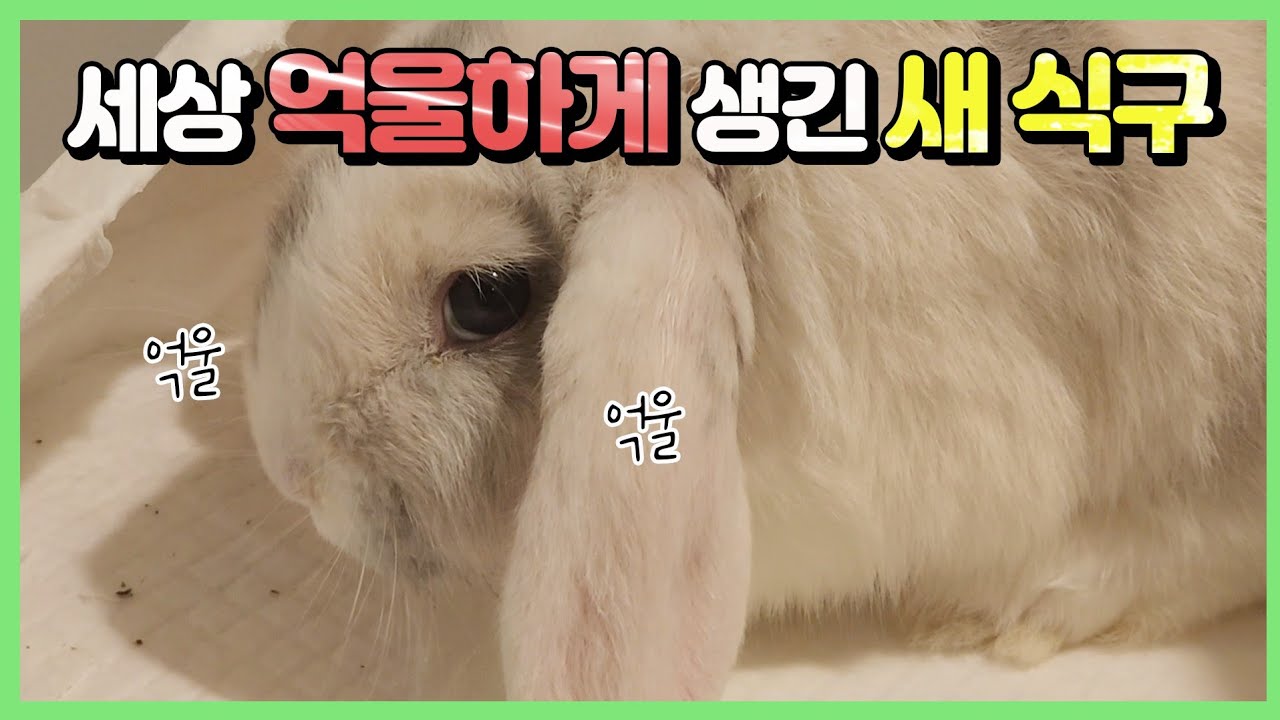 토끼 Have you ever seen an XX that looks like this.. hehe - YouTube