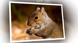 Domestic And Commercial Pest Solutions - Complete Pest Management