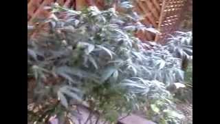 Inferno OG end of week #6 out side look 18&older