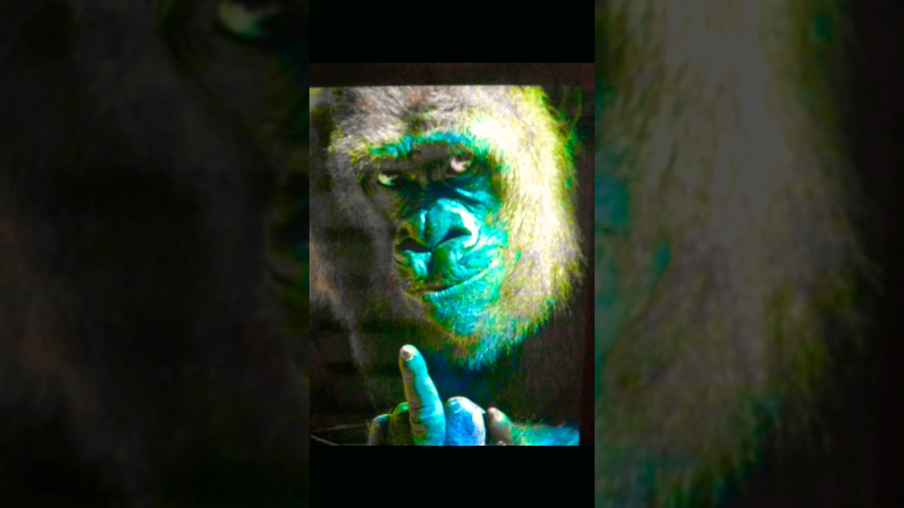 [बन्दर का गुस्सा देखो]! | Funny angry monkey | Angry monkey funny video | #shortsfeed #comedyvideo