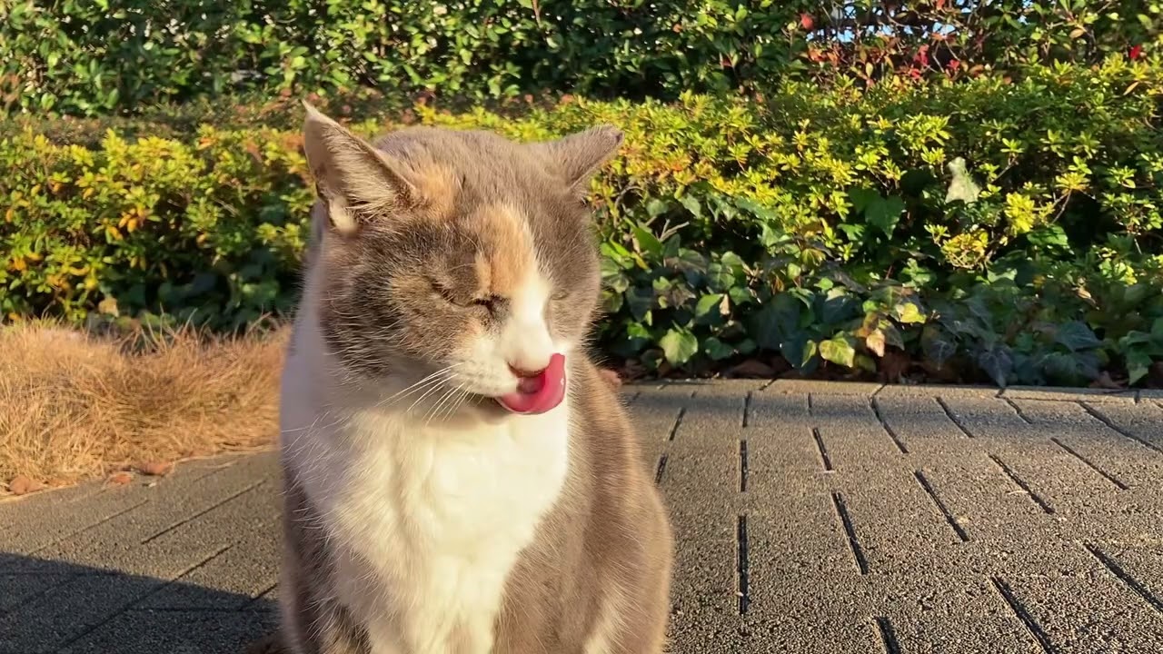 街はなカフェ🍰🐈#316