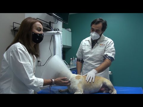 Video: ¿El cáncer de piel en los perros es causado por el sol?