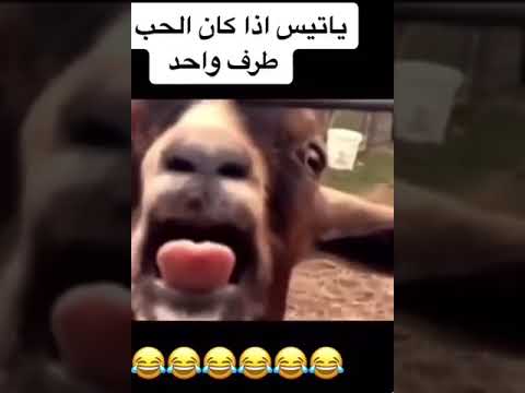ترند تيس مقاطع ضحك تابعوا الفيديو كامل لايك الرياض اليمن اليمن ههههه لايكexplore كوميدي