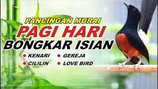 🔴 LIVE 174 - pancingan PAGI HARI 100% bikin MURAI BATU GACOR bongkar isian Cililin gacor